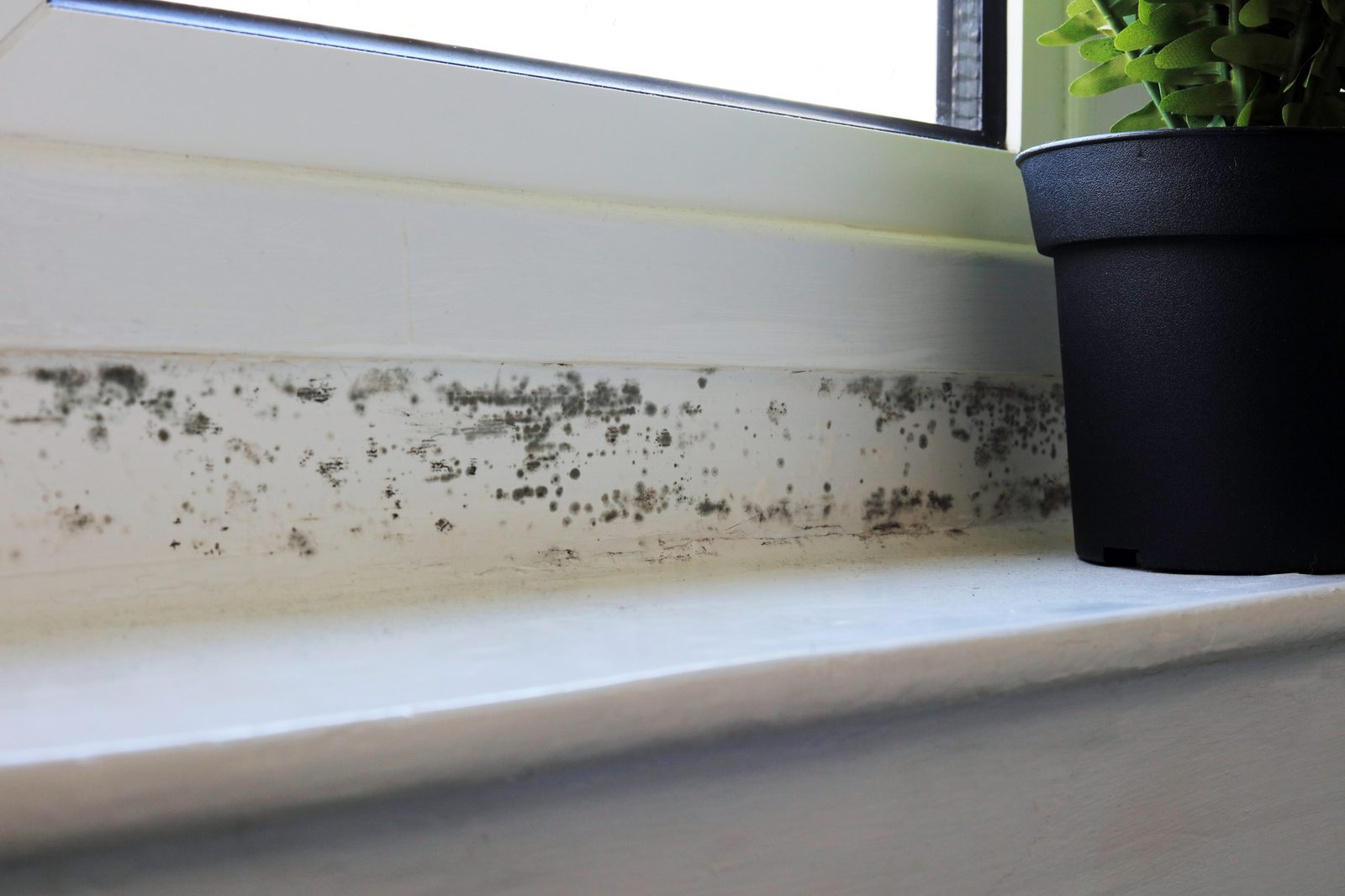 Black mold along a window sill next to a houseplant