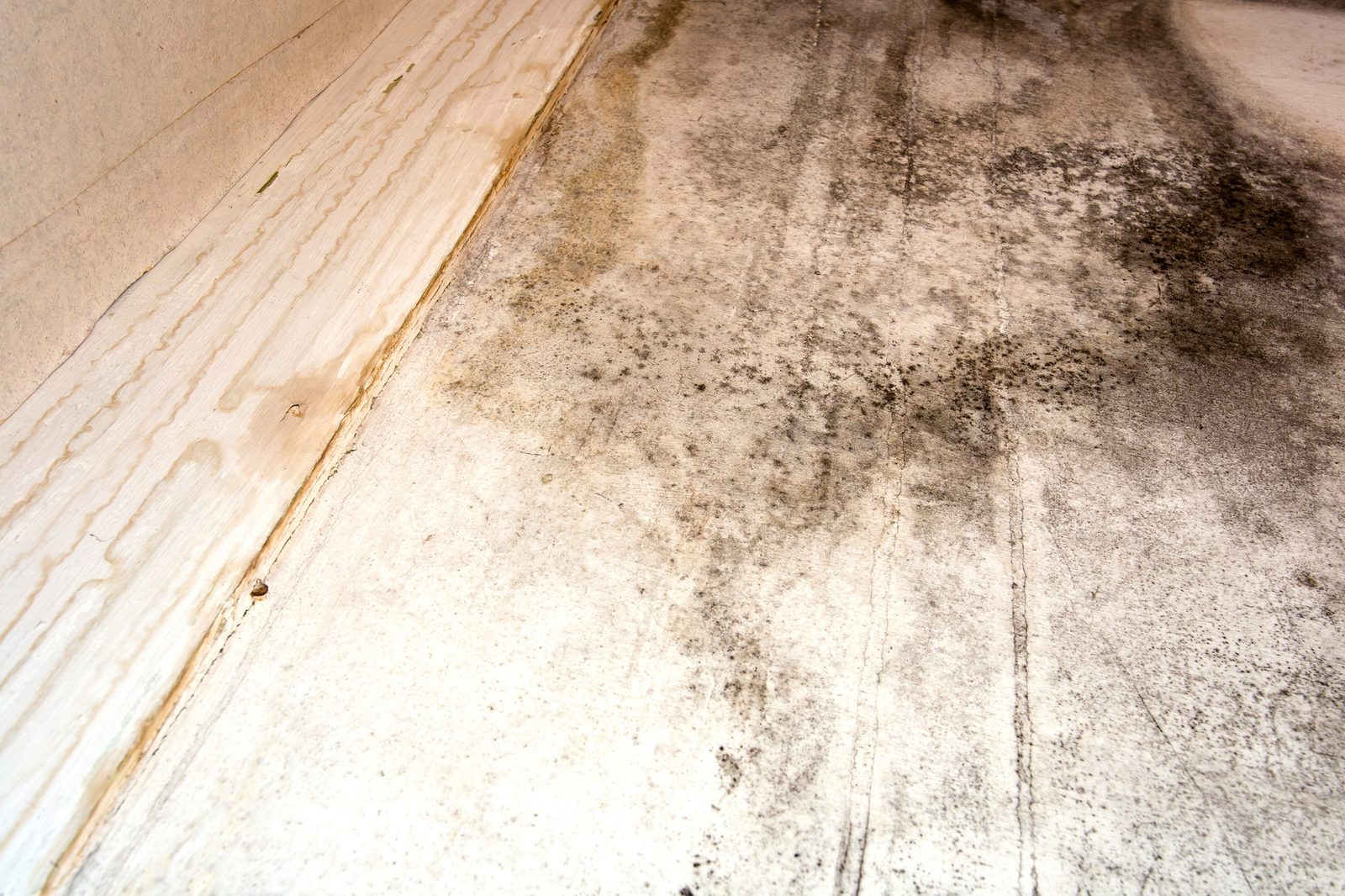 Dark mold spreading across a water-damaged ceiling