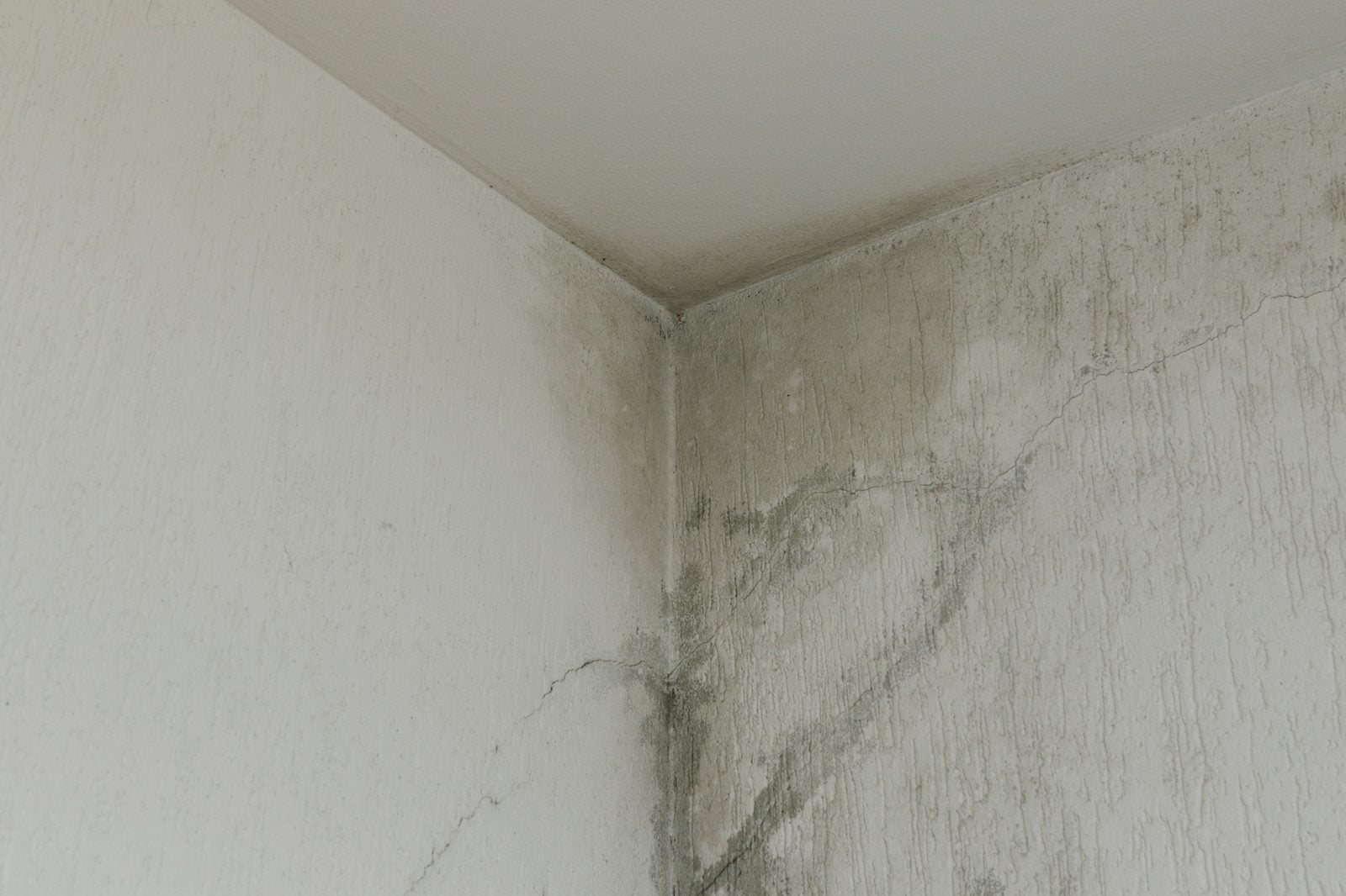 Gray mold spreading up a wall corner to the ceiling